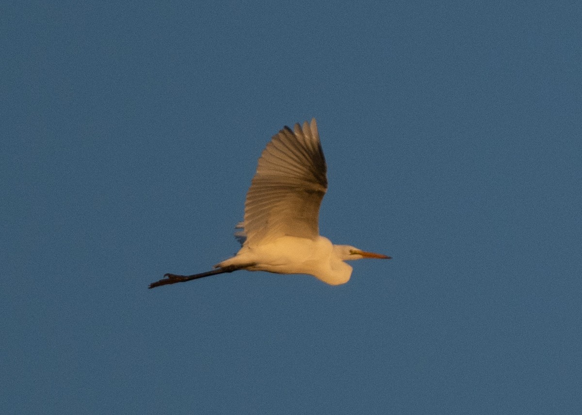 Great Egret - ML643435590