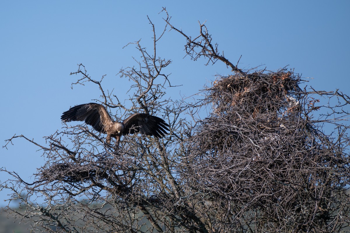 Tawny Eagle - ML643435591