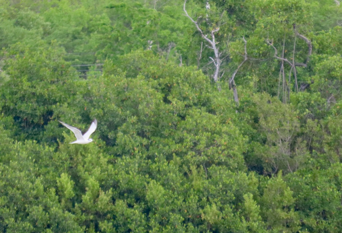 Sandwich Tern - ML643435592