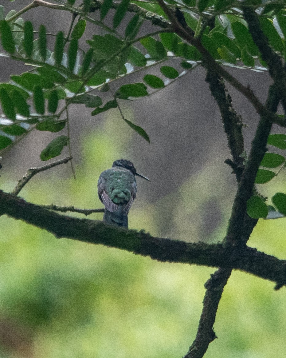 Sparkling Violetear - ML643435607