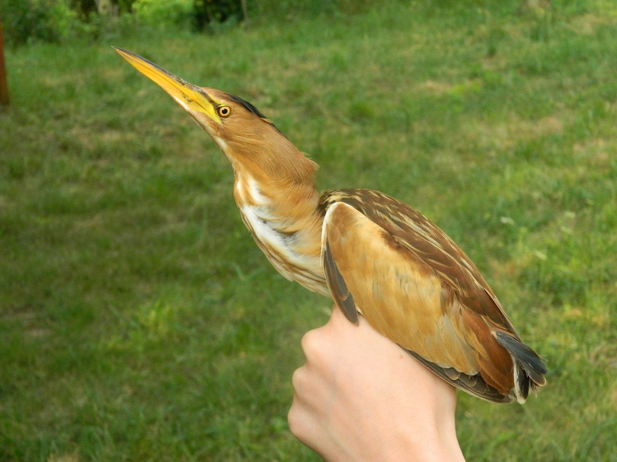 Little Bittern - ML643435610