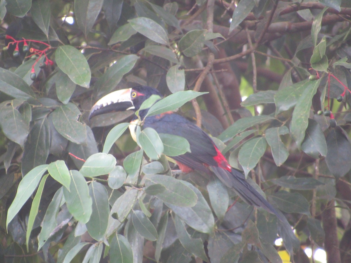Collared Aracari - ML643435613