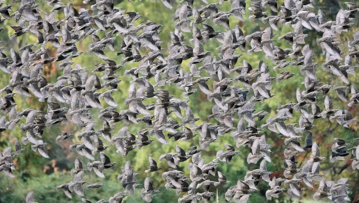 European Starling - ML643435614
