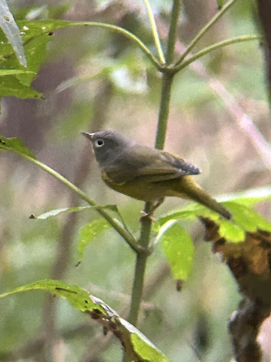 Nashville Warbler - ML643435632