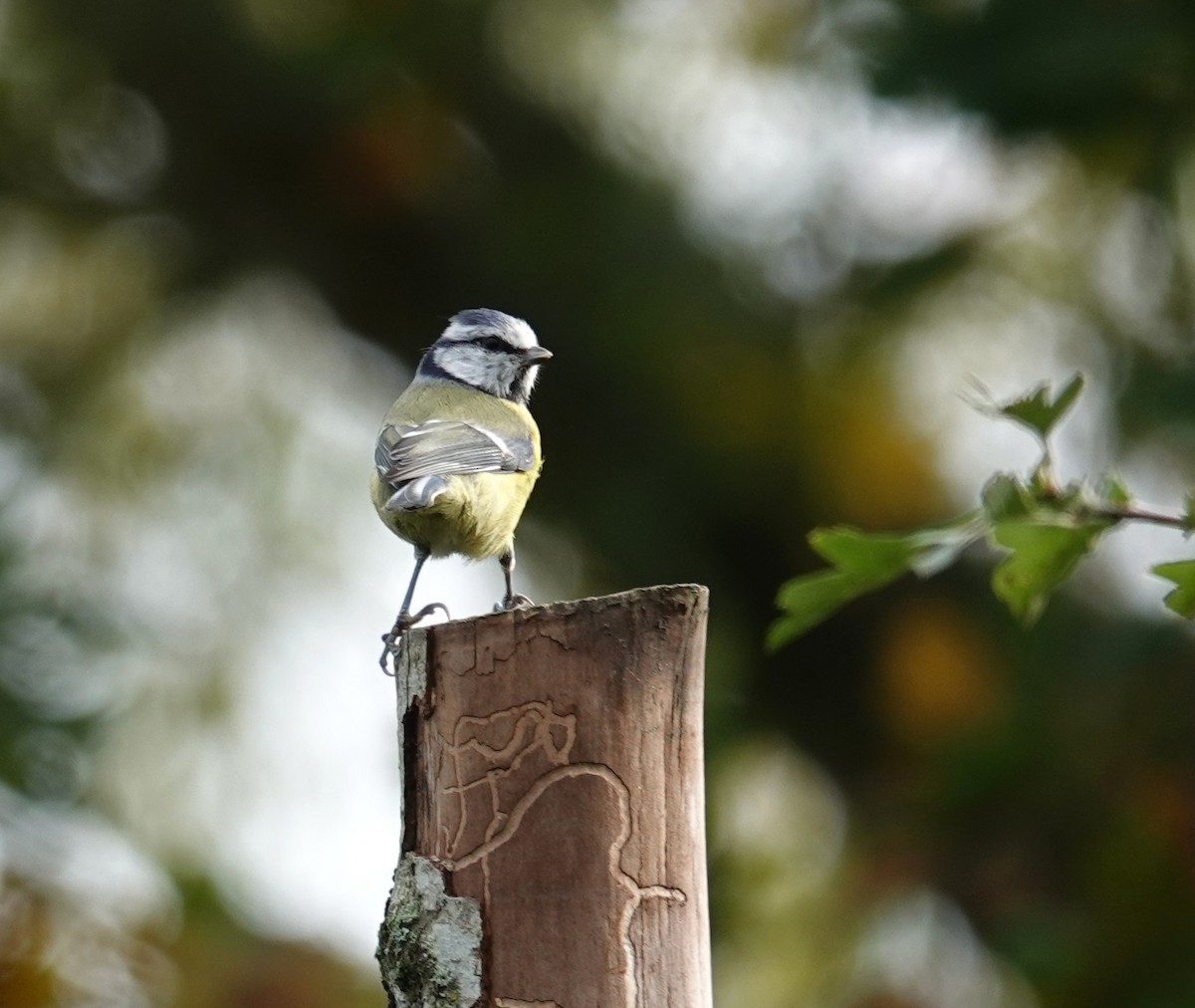 Eurasian Blue Tit - ML643435639