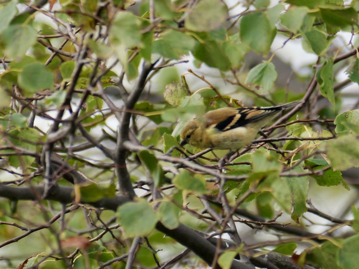 American Goldfinch - ML643435644