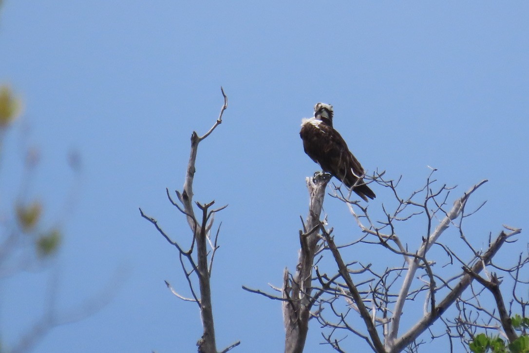 Osprey - ML643435662