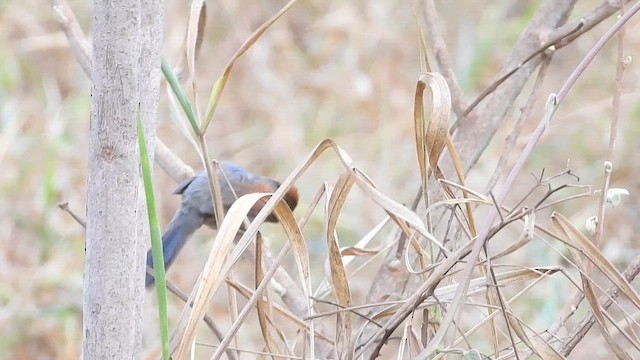 ハイムネオナガカマドドリ - ML643435668