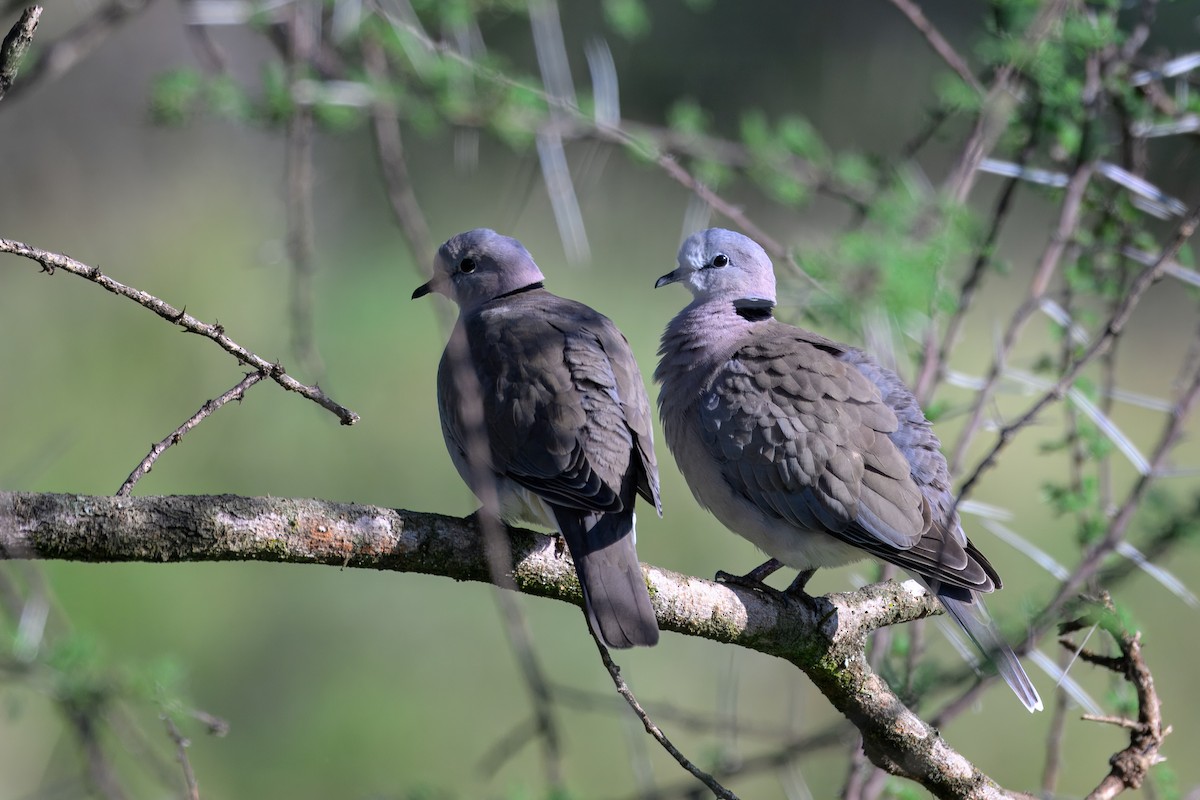 Ring-necked Dove - ML643435680