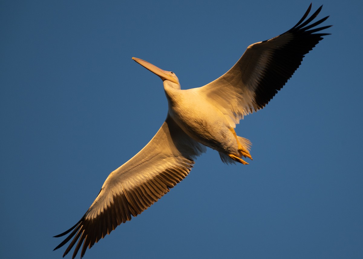 American White Pelican - ML643435688