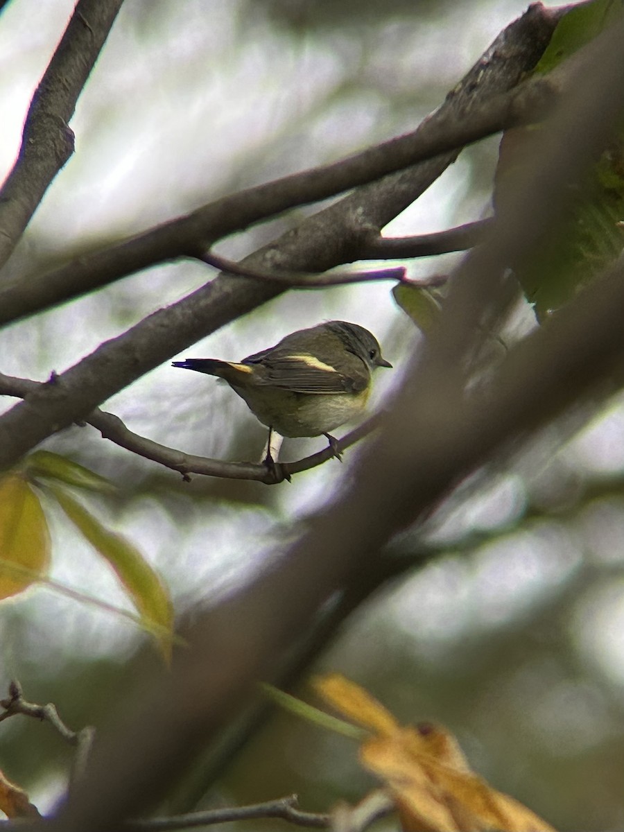 American Redstart - ML643435699
