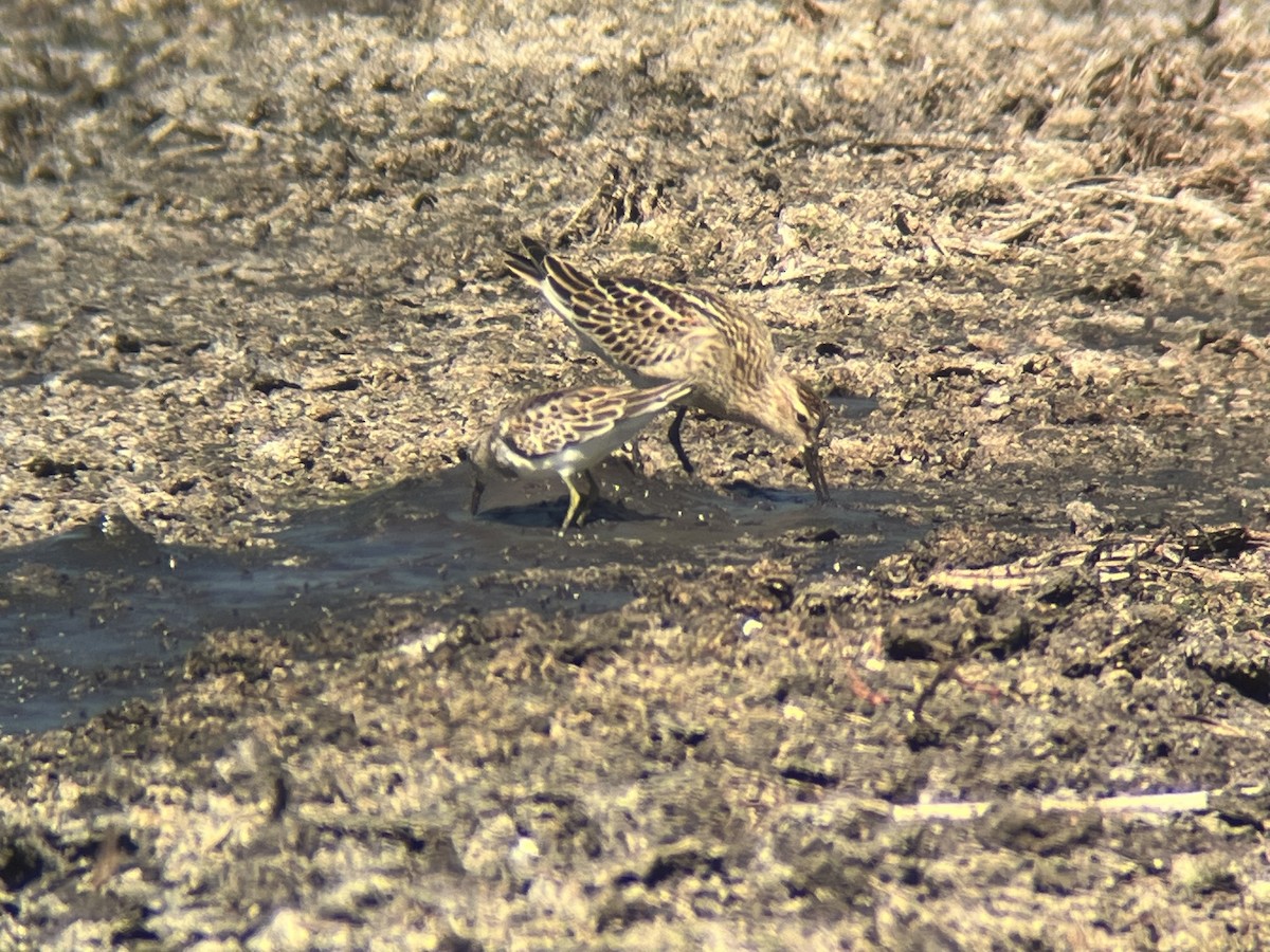 Least Sandpiper - ML643435703