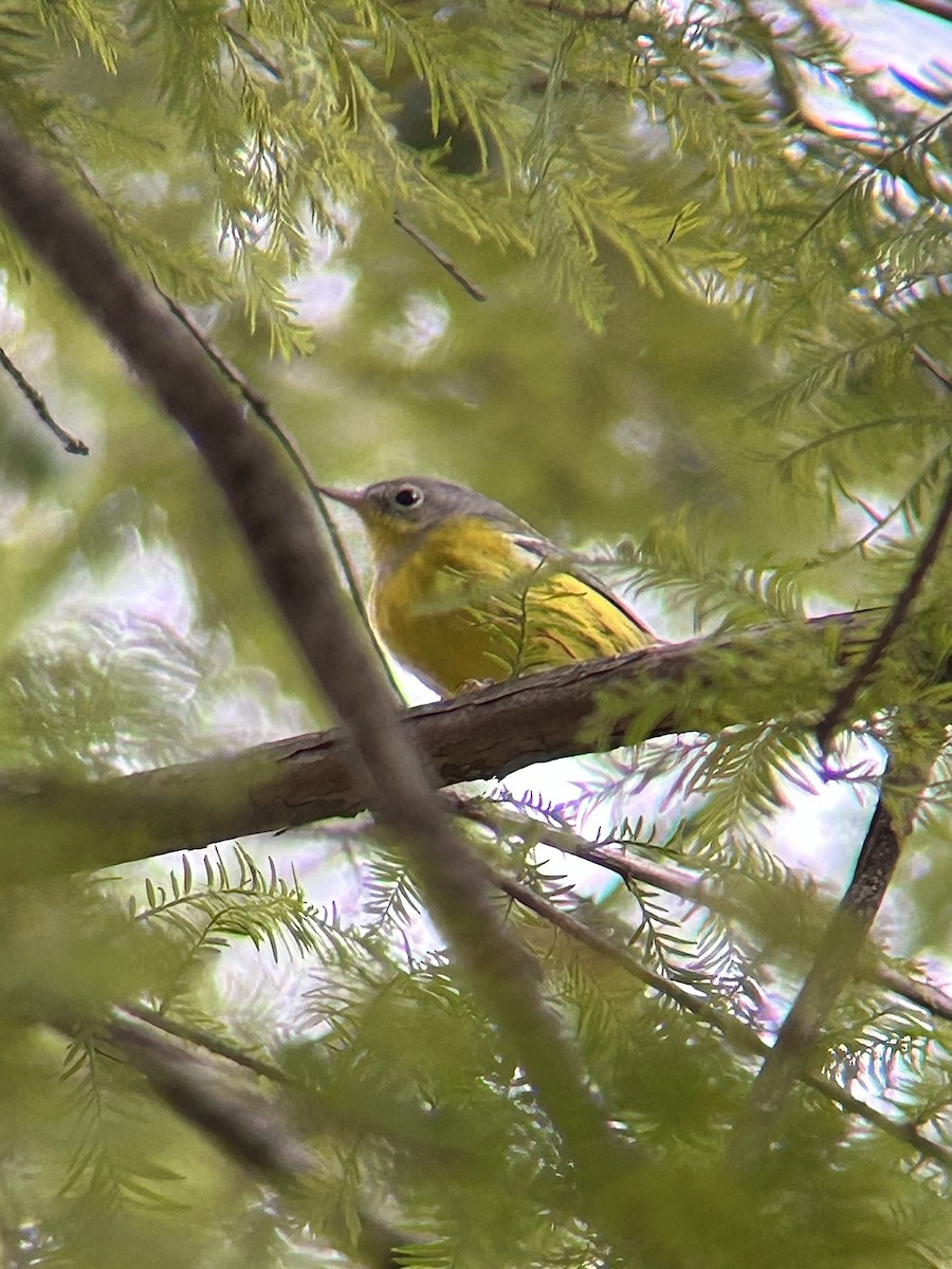 Magnolia Warbler - ML643435705
