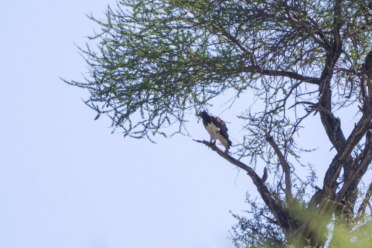 Martial Eagle - ML643435708
