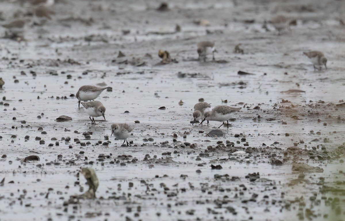 Western Sandpiper - ML643435709