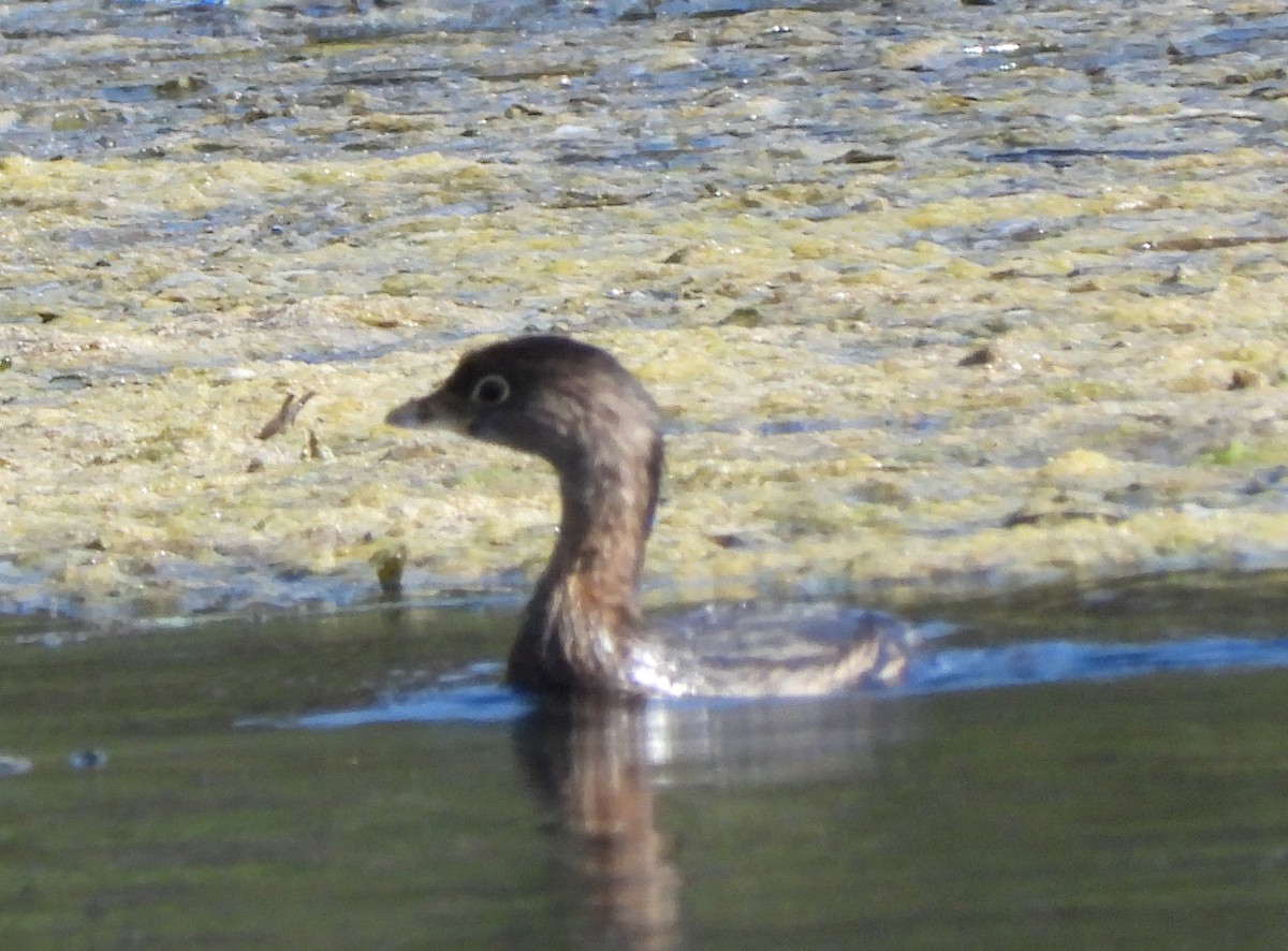 Pied-billed Grebe - ML643435713