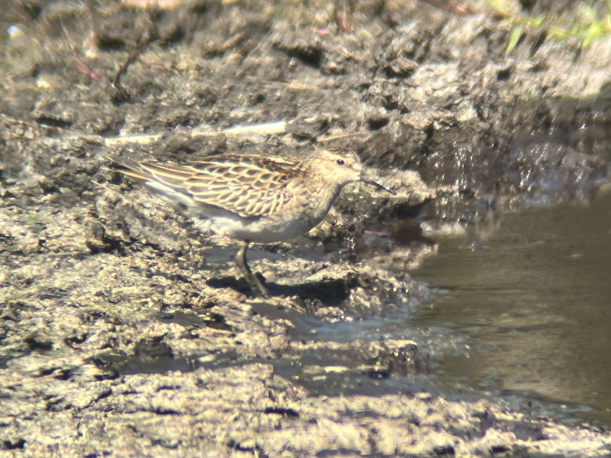 Pectoral Sandpiper - ML643435714