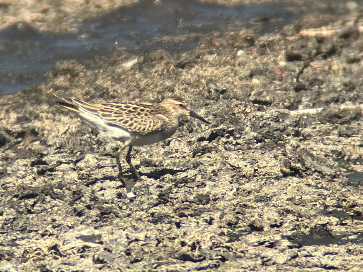 Pectoral Sandpiper - ML643435715