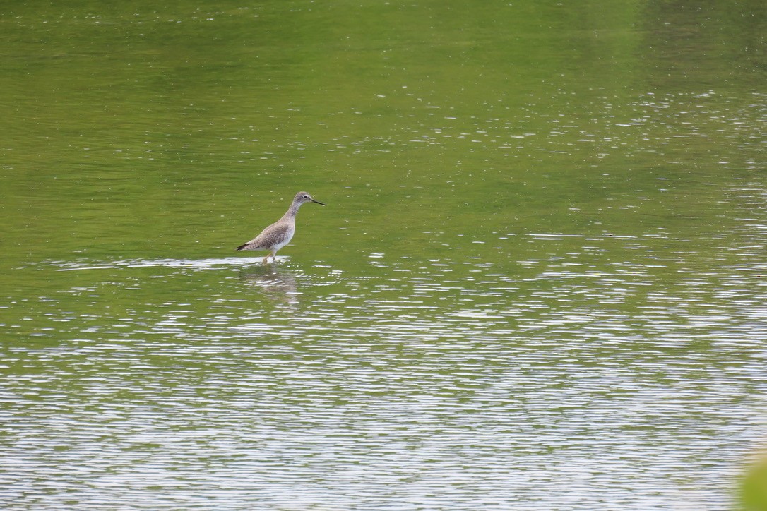 Lesser Yellowlegs - ML643435716