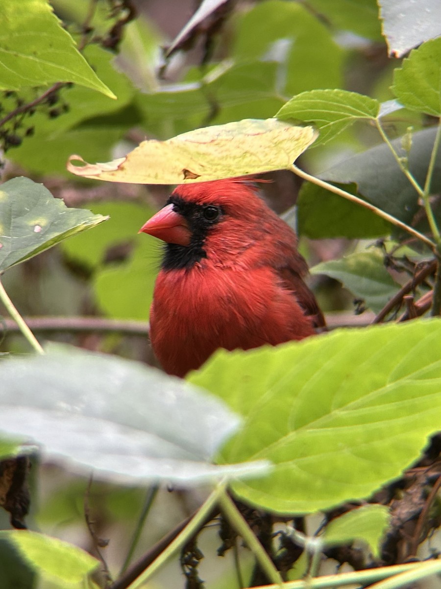 Northern Cardinal - ML643435725