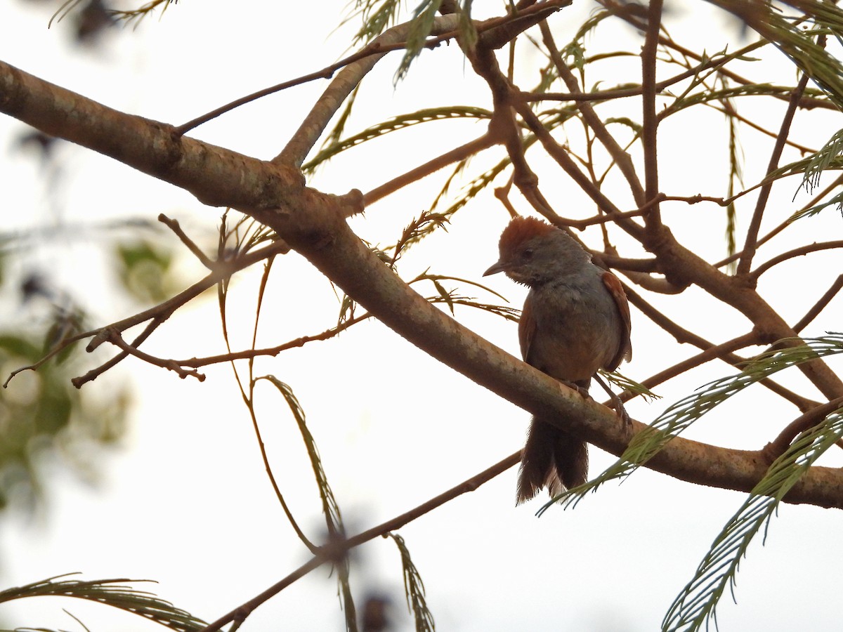 Synallaxe cendré - ML643435731