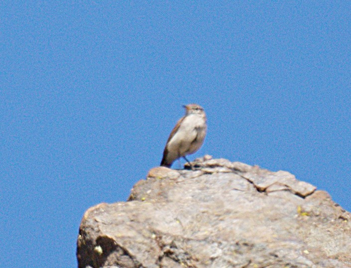 Spot-billed Ground-Tyrant - ML643435732