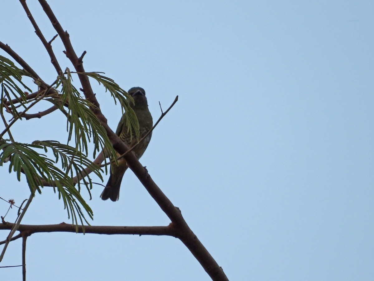 Swallow Tanager - ML643435737