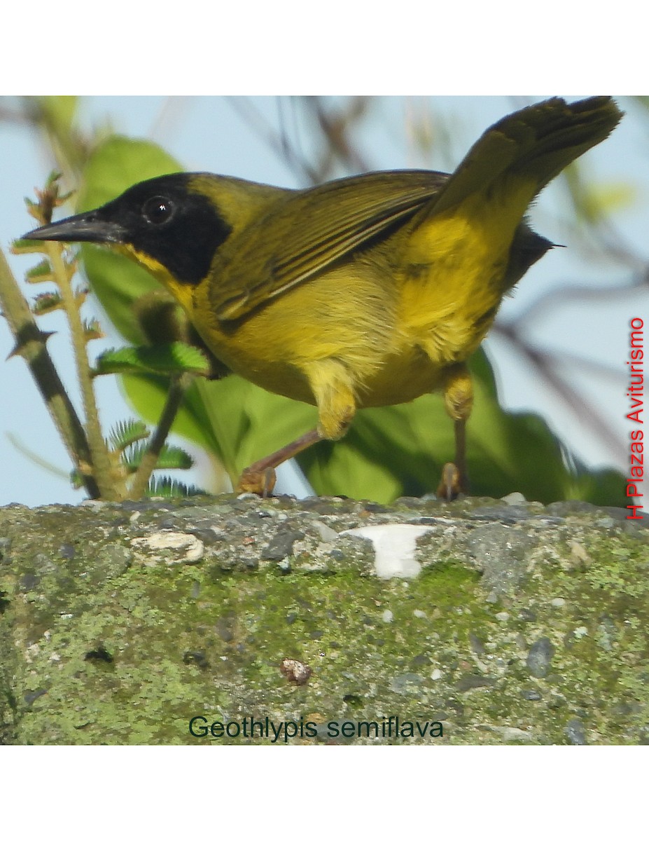 Olive-crowned Yellowthroat - ML643435744