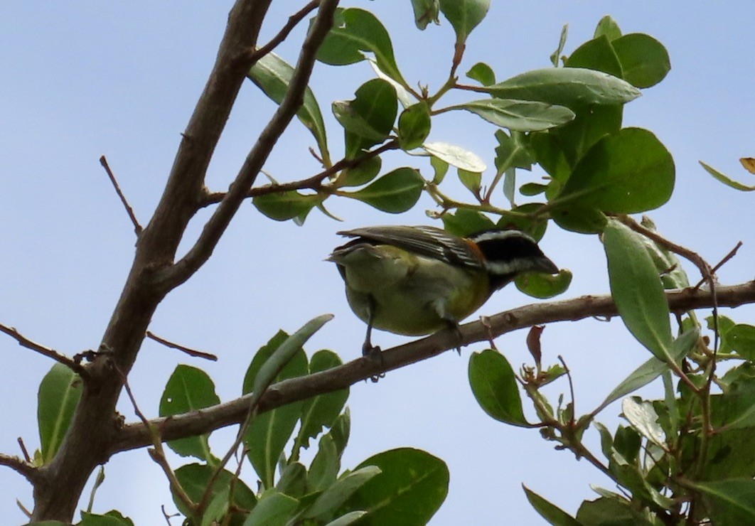 Puerto Rican Spindalis - ML643435745