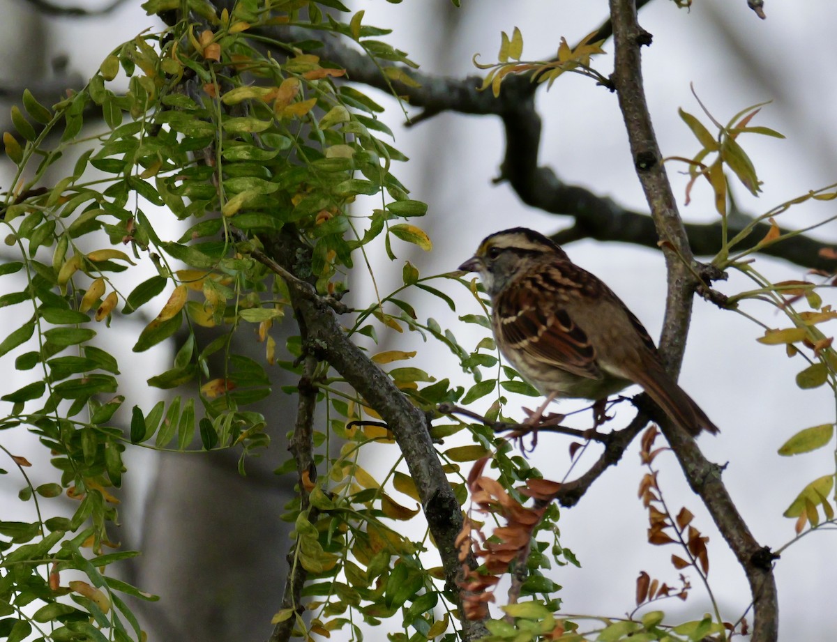 White-throated Sparrow - ML643435757