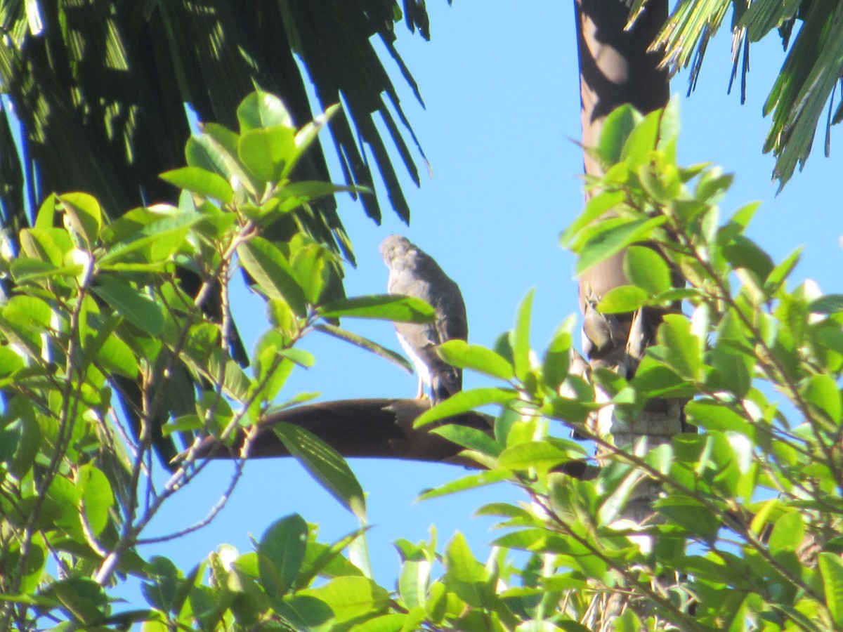 Roadside Hawk - ML643435762