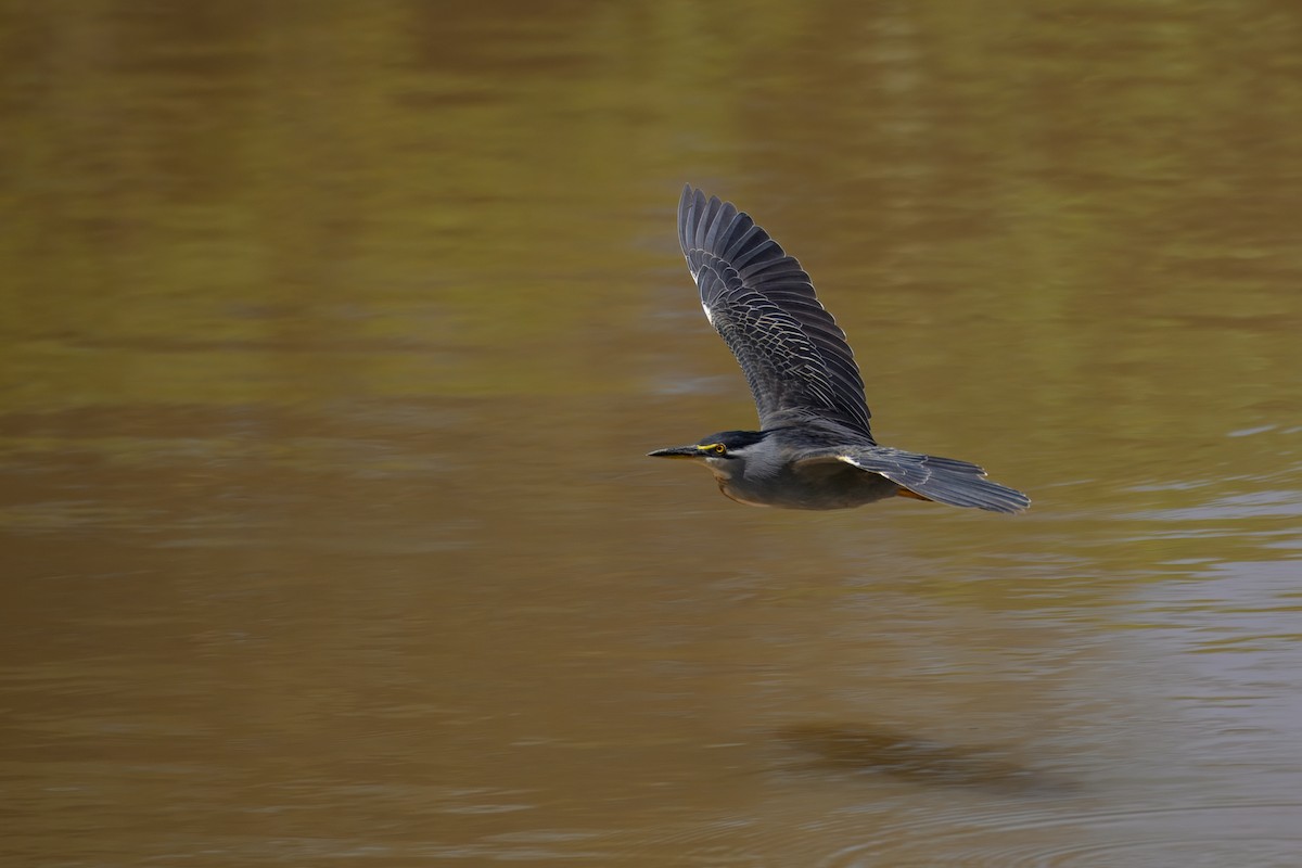 Striated Heron (Old World) - ML643435794
