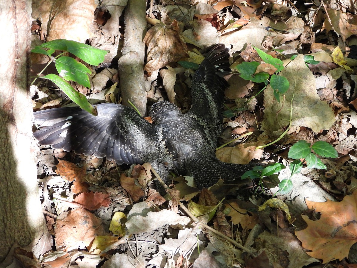 Common Nighthawk - ML643435799