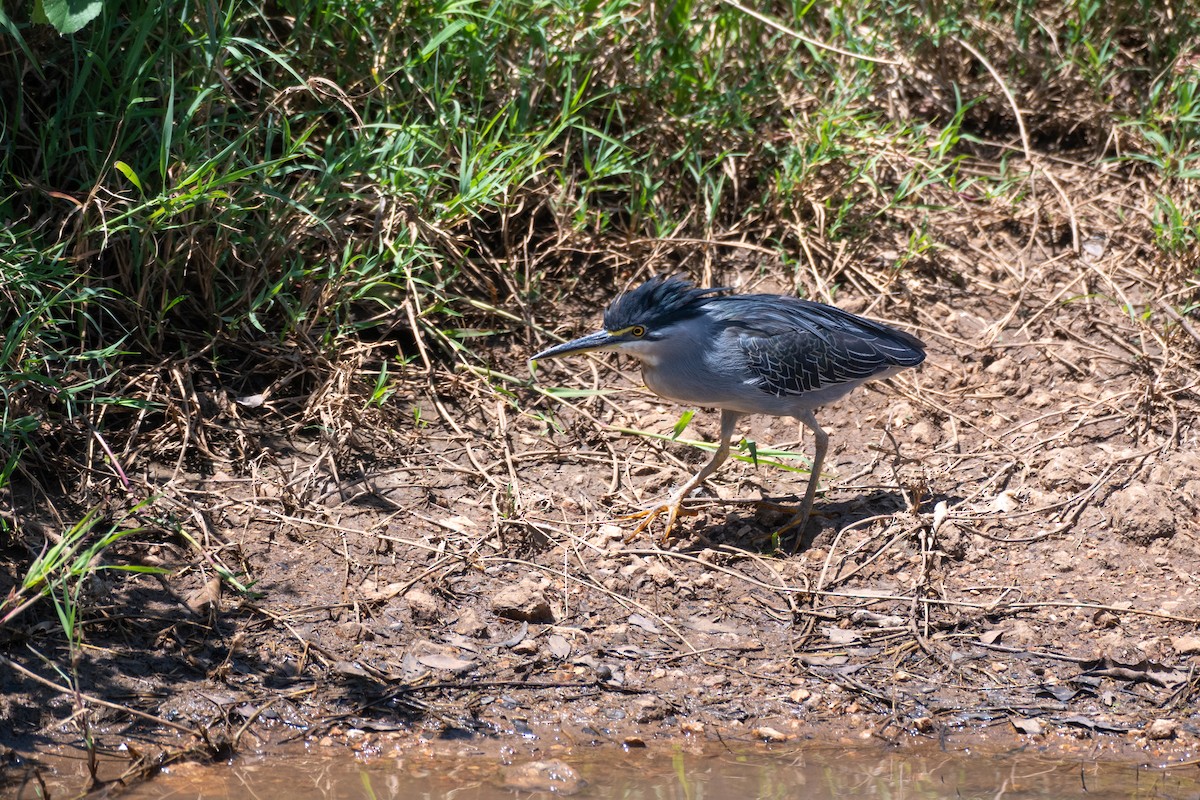 Striated Heron (Old World) - ML643435805