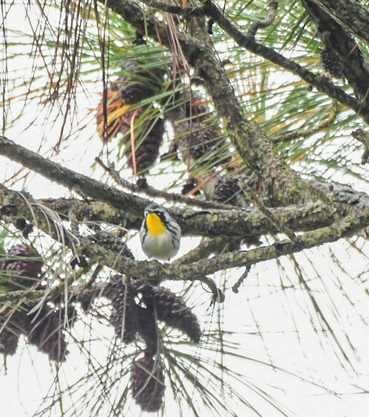 Goldkehl-Waldsänger - ML643435812