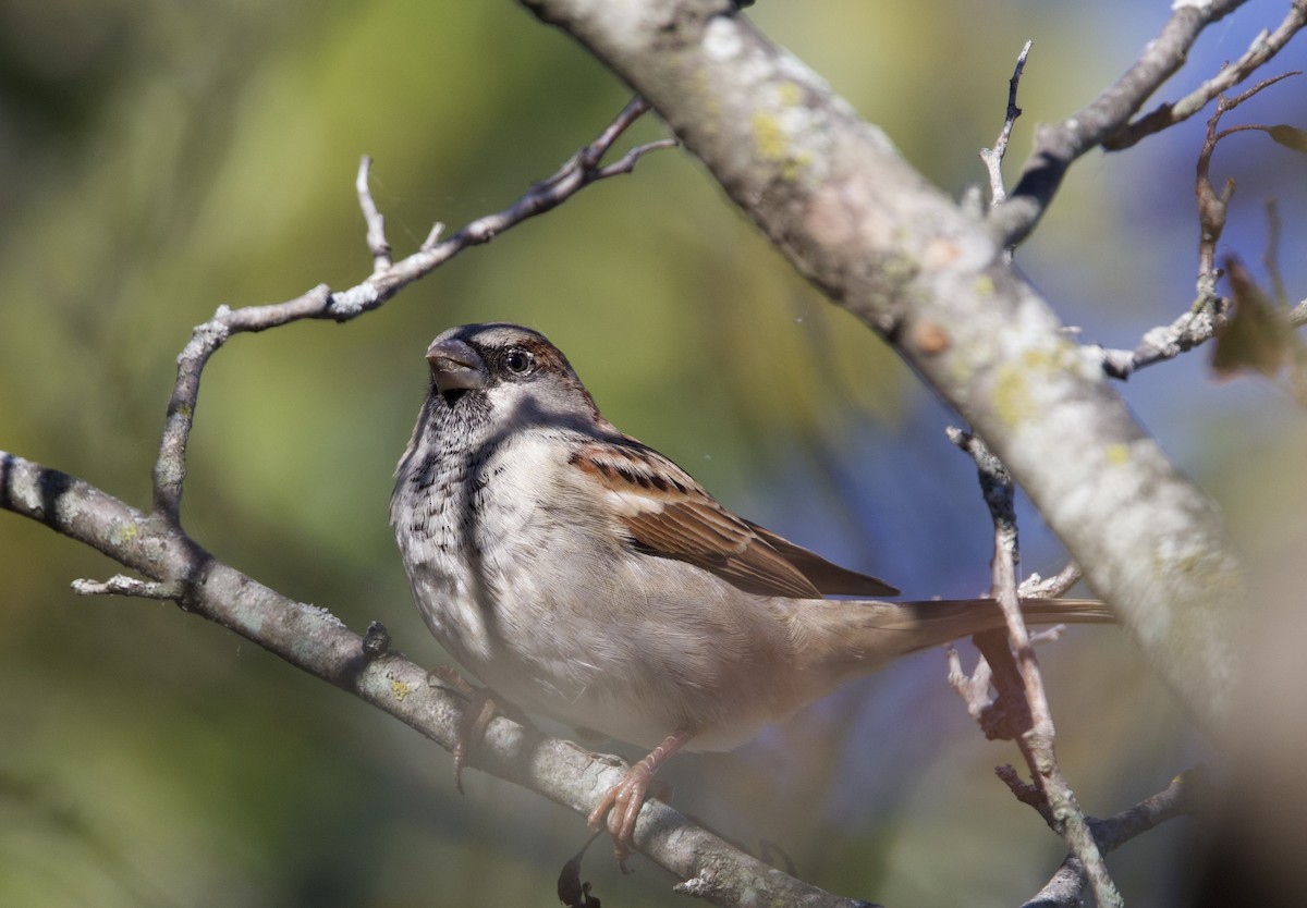 House Sparrow - ML643435822