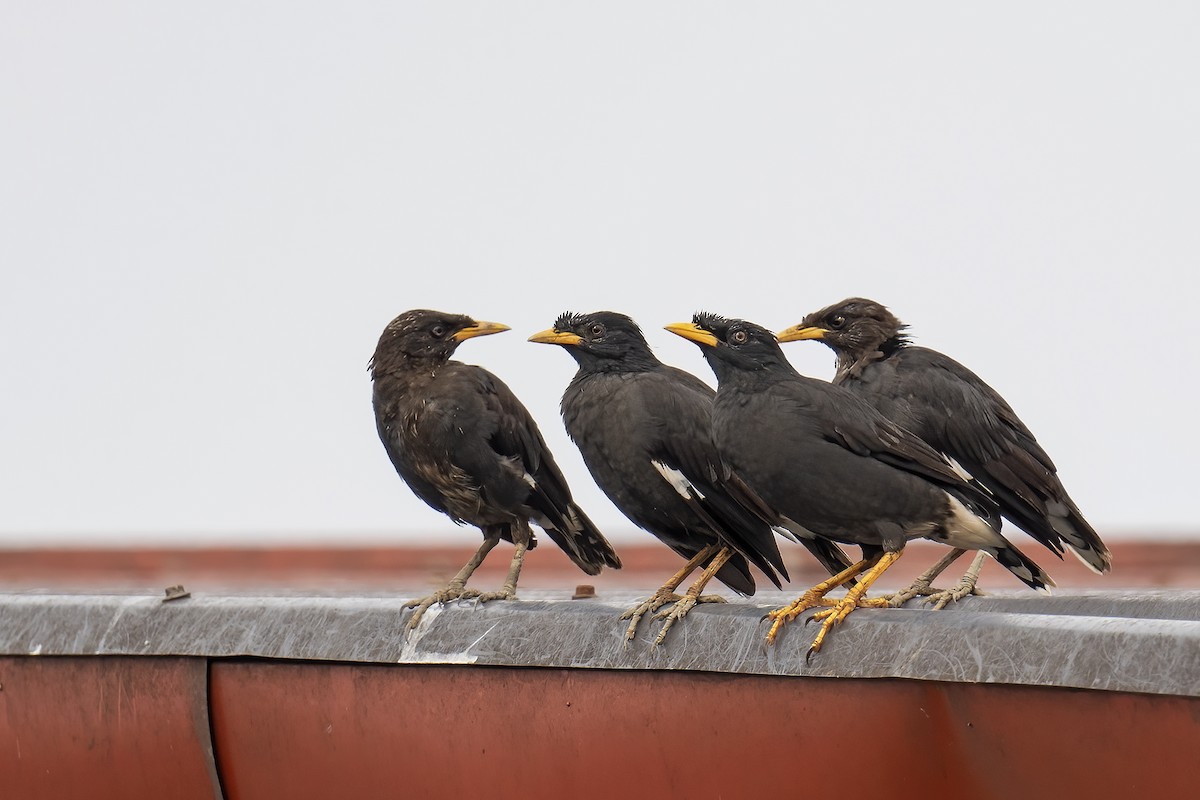 Great Myna - ML643435825