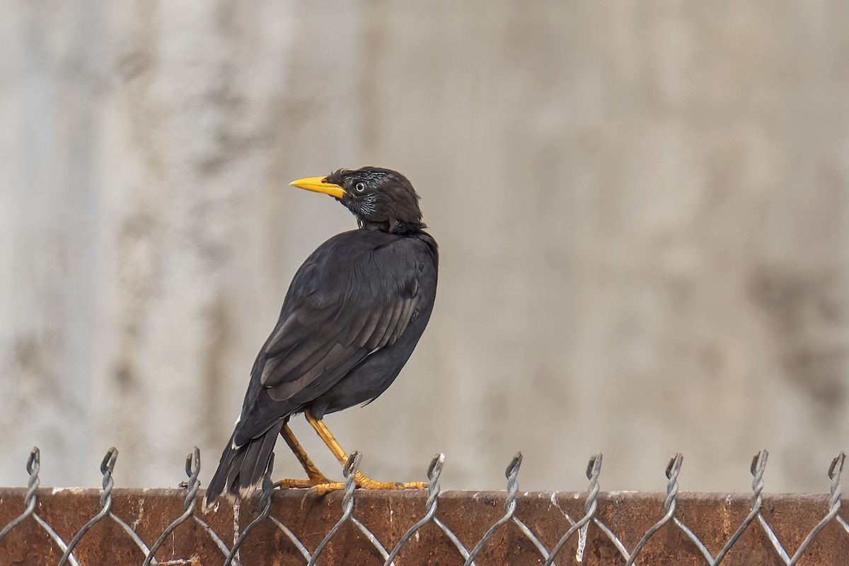 Great Myna - ML643435826