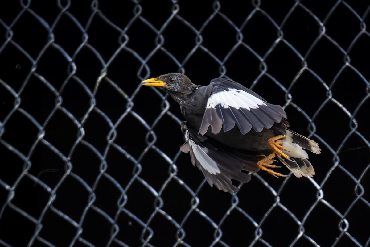 Great Myna - ML643435827