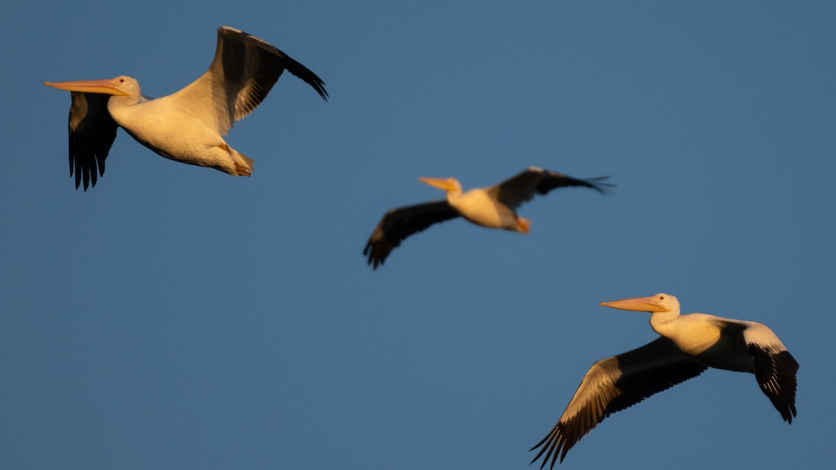 American White Pelican - ML643435860