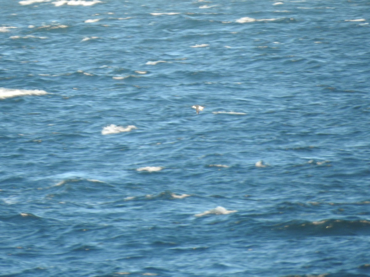 Guillemot marmette - ML643435863