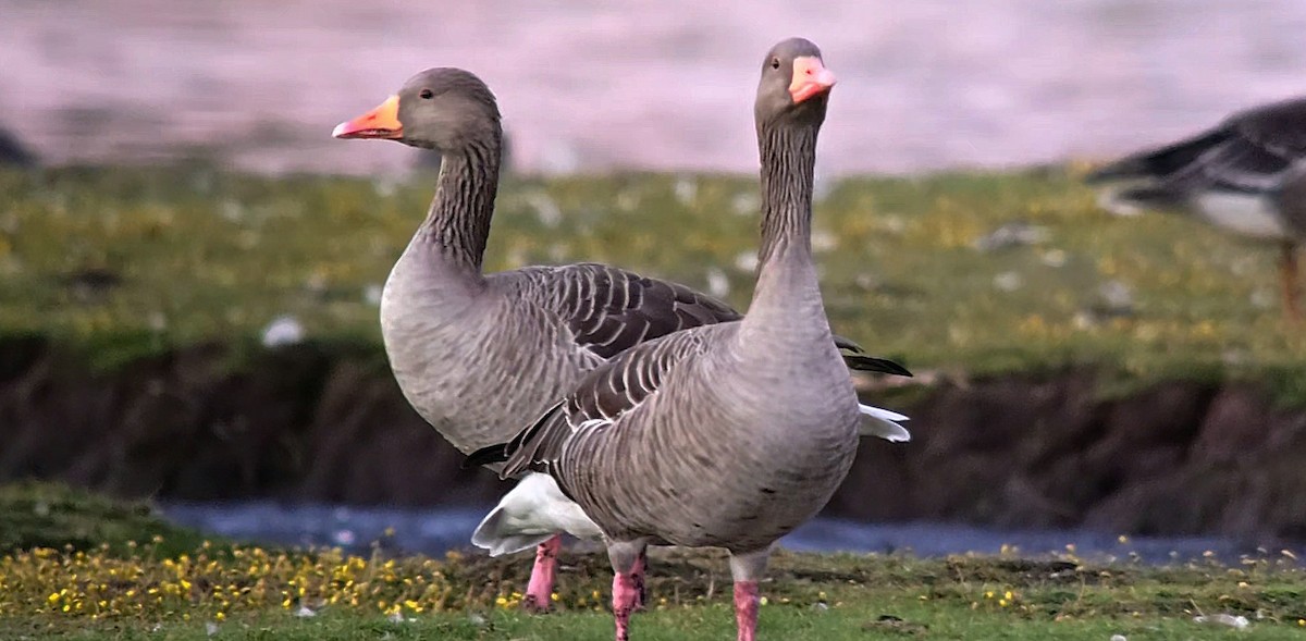 Graylag Goose - ML643435880