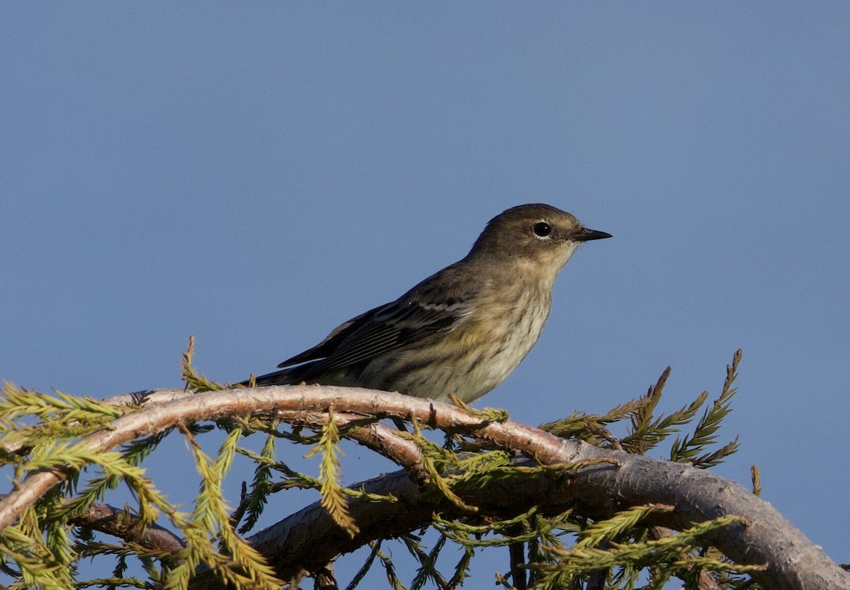 Yellow-rumped Warbler - ML643435888