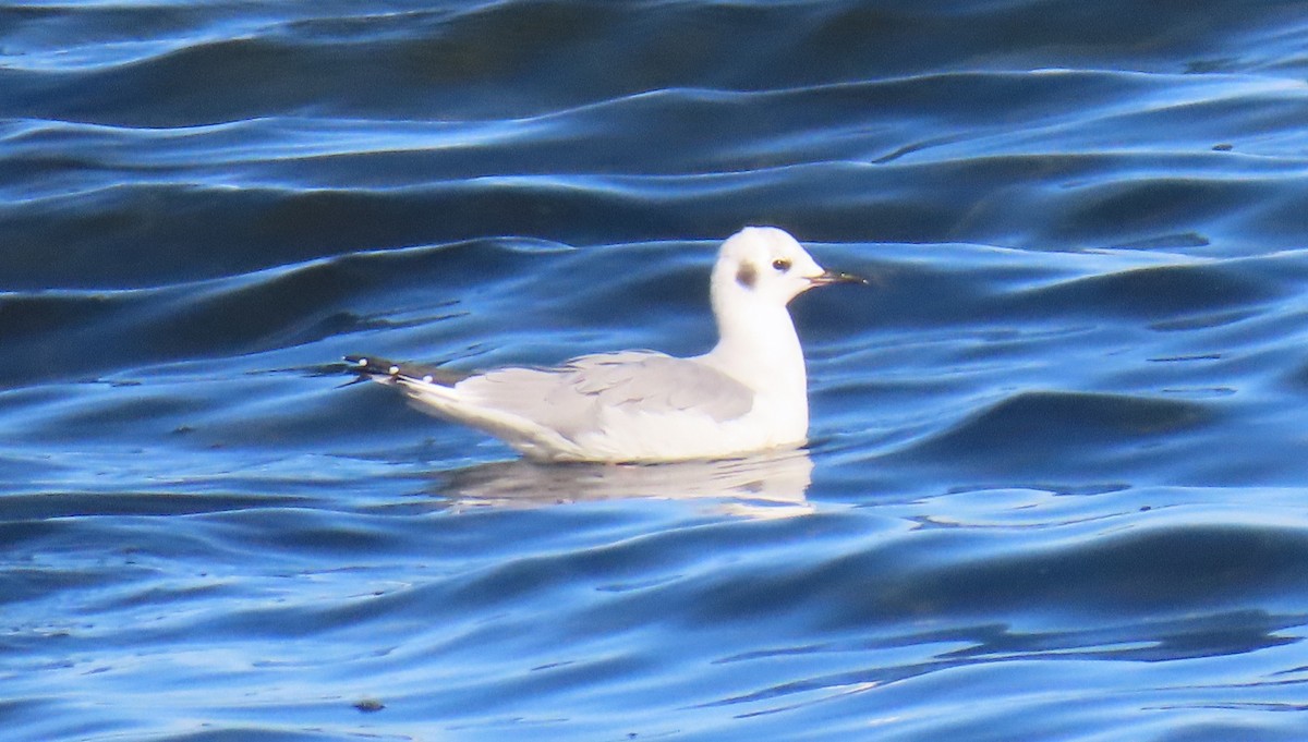 Bonaparte's Gull - ML643435907