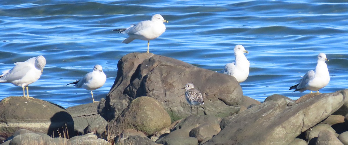 Ring-billed Gull - ML643435930