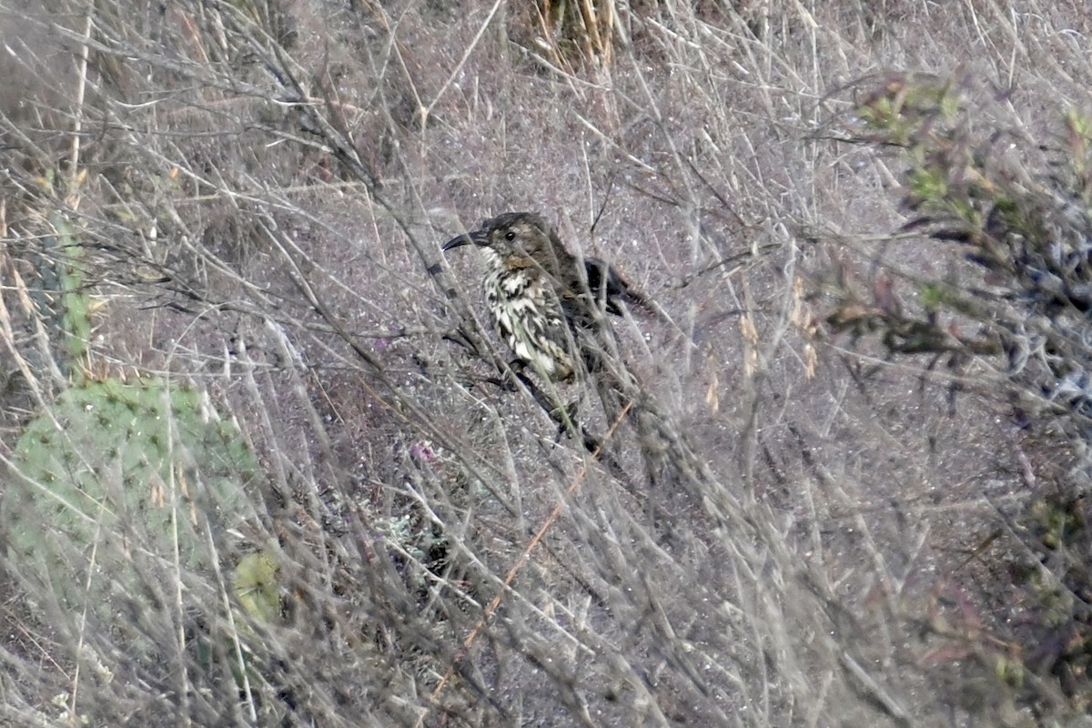 Тремблер мексиканський - ML643435952