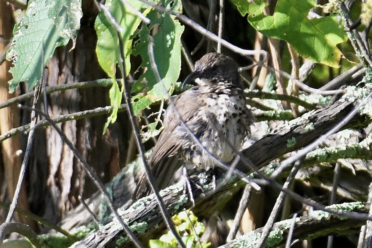 Тремблер мексиканський - ML643435953