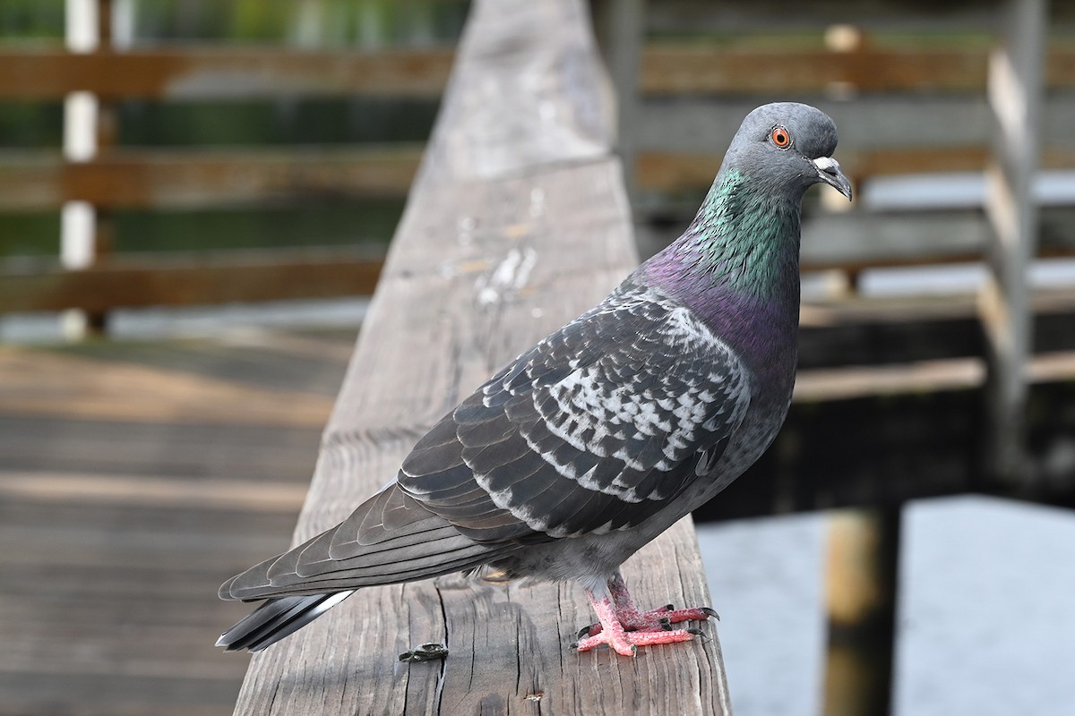 Rock Pigeon (Feral Pigeon) - ML643435967