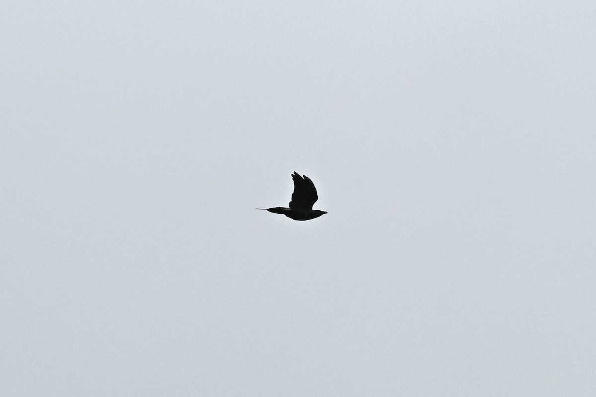 Fish Crow - ML643435978