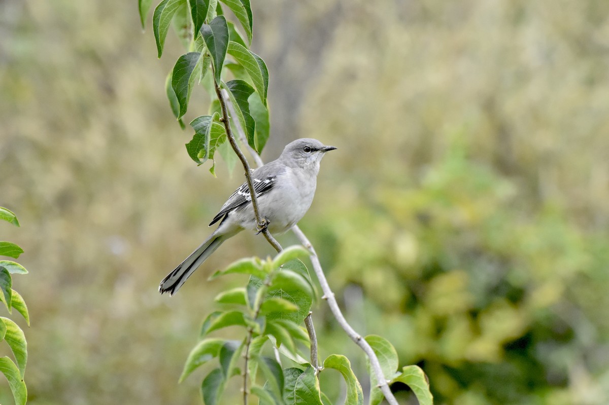 Northern Mockingbird - ML643435982